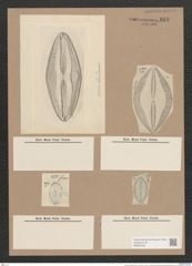Navicula hennedyi W.Sm. (de-Toni-Nr.: Genus 1, Species 364) Zeichnungen Sammlung Grunow Nr. 818 (NHMW-BOT-W0367245)